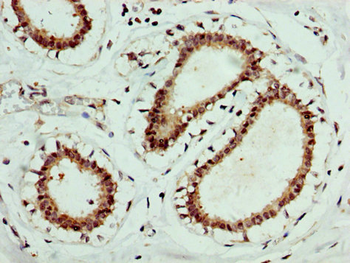 EPOR Antibody