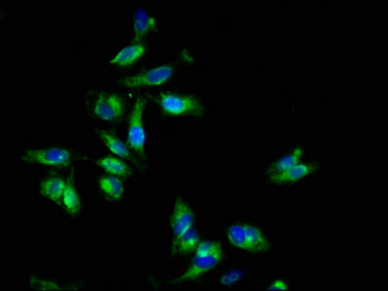 EPOR Antibody