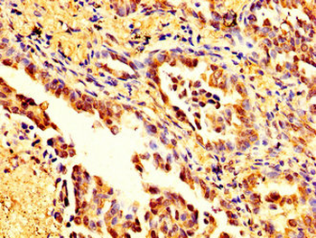 MSN Antibody