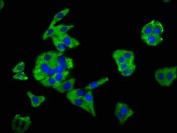 MSN Antibody