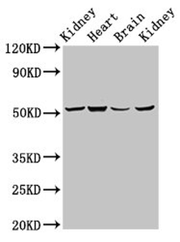 NDUFS2 Antibody
