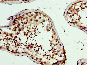PBX1 Antibody
