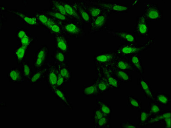 PBX1 Antibody
