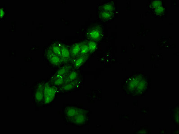 RBMS1 Antibody