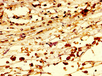 RNF219 Antibody