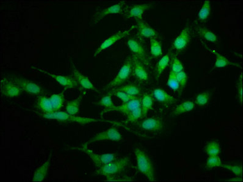 SFN Antibody