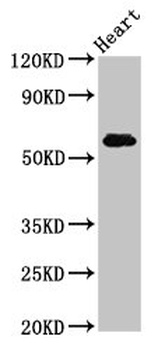 SLC11A1 Antibody
