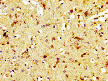 TAAR5 Antibody