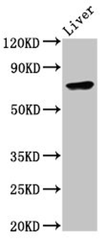 TNFAIP2 Antibody