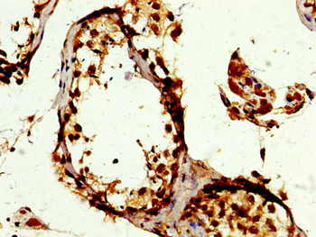 POLD3 Antibody