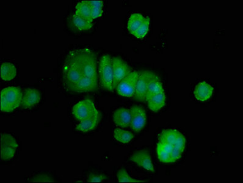 POLD3 Antibody