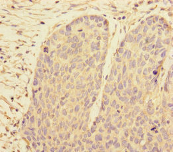 PRPF4 Antibody