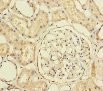 PRPF4 Antibody
