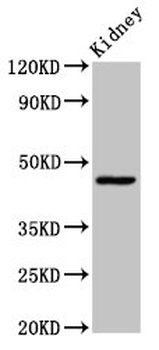 COX15 Antibody