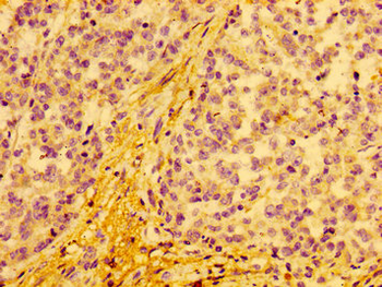 COX15 Antibody