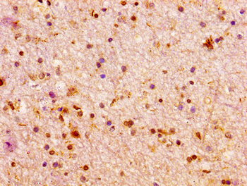 ARX Antibody