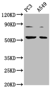 ARX Antibody