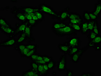 TAF15 Antibody
