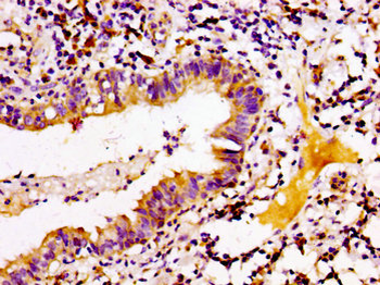 ARID3A Antibody