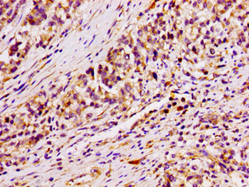ARID3A Antibody