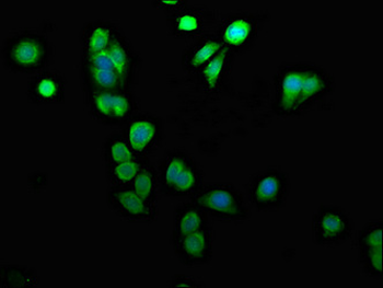 ARID3A Antibody