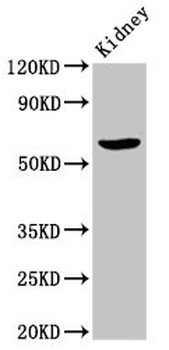 ACBD3 Antibody