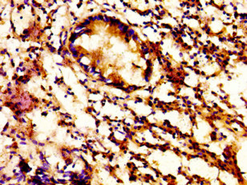 ACBD3 Antibody