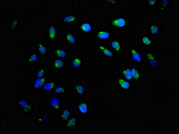 ACBD3 Antibody