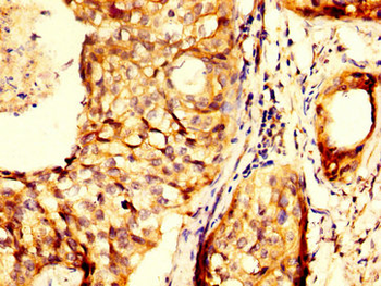 RHCG Antibody