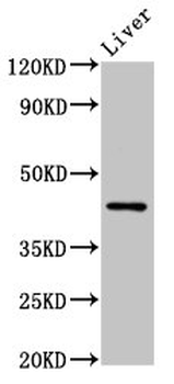 HRH4 Antibody