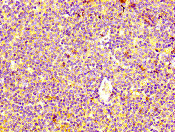 HRH4 Antibody