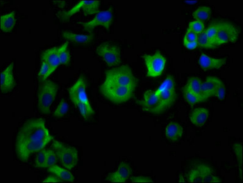 HRH4 Antibody