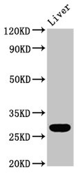 RAB26 Antibody