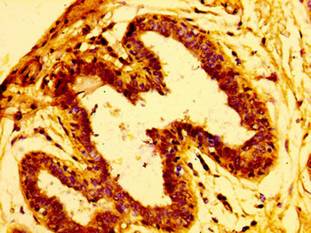 ARFGEF2 Antibody