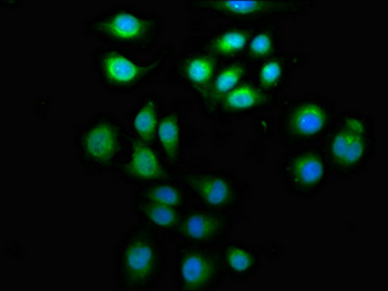 ARFGEF2 Antibody