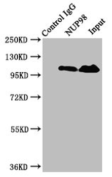 NUP98 Antibody