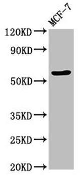 OCLN Antibody