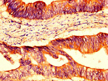 OCLN Antibody
