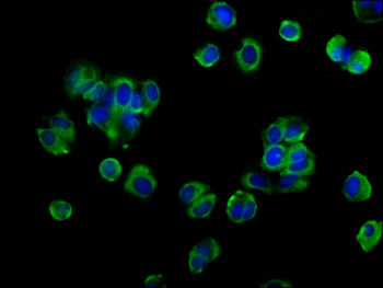OCLN Antibody