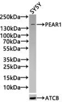 PEAR1 Antibody