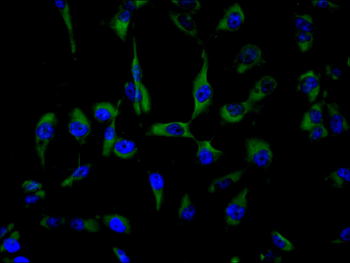 PEAR1 Antibody