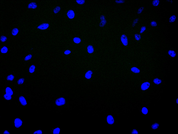 PEAR1 Antibody