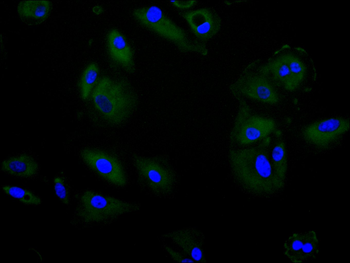 PEAR1 Antibody