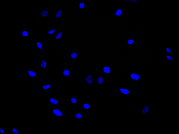 PEAR1 Antibody