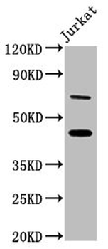 ERI1 Antibody