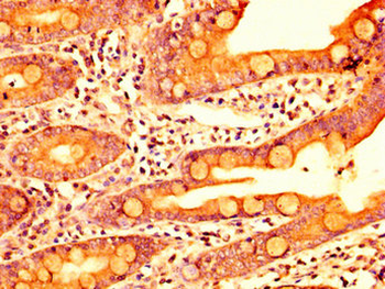 ERI1 Antibody