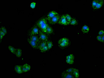 ERI1 Antibody