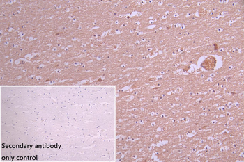 MYO5A Antibody