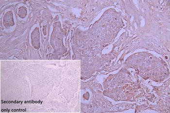 MYO5A Antibody