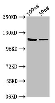 lacZ Antibody